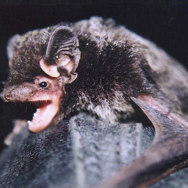 That tune coming from an old mine in B. C.? It's probably a bat, singing a love song